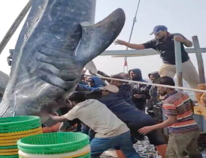 【衝撃映像】漁師「全長6メートル級の巨大ザメを釣ったぞー！」⇒ この後1人が即死します…