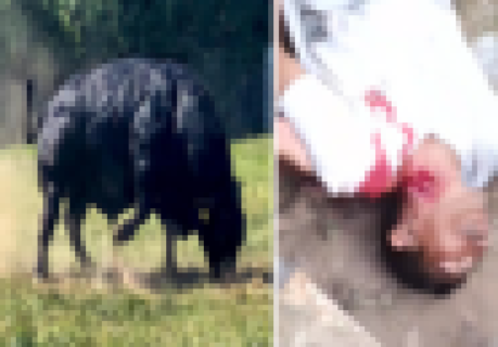 【閲覧注意】巨大生物に襲われた人間。首に穴をあけられ死んでしまう・・・（動画あり）