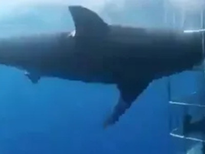 【衝撃映像】ホオジロザメが檻の中の人間を食おうとして死ぬ動画、何度見ても凄い・・・