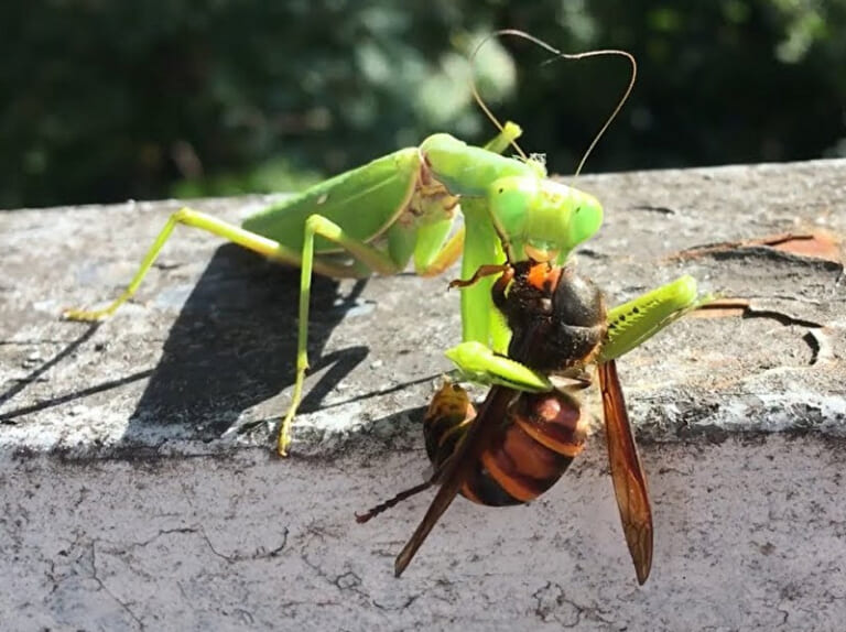 【閲覧注意】カマキリ、スズメバチを絶対に食べてはいけなかった・・・驚愕動画