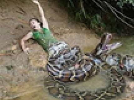 【衝撃映像】農家の女性、鶏を食った ”巨大ニシキヘビ” と戦いこうなる… ヤバすぎだろ…