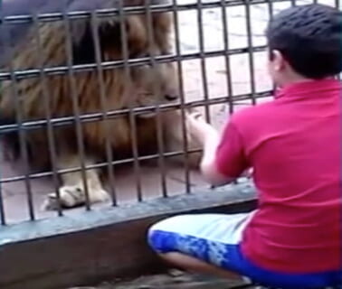 【超！閲覧注意】ライオンに餌をあげている小学生　今から何が起こるか（動画あり）
