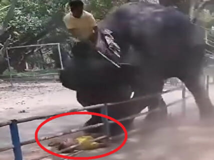 【閲覧注意】動物園のゾウ、客の高校生をクッソ怖い殺し方してしまう（動画あり）