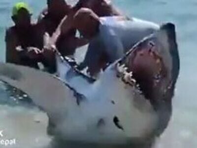 【衝撃映像】ホオジロザメが打ち上げられてる！ ⇒ 男達がヤバい事をしてしまう・・・