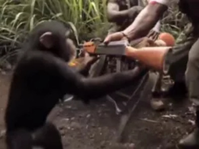 【衝撃映像】チンパンジーに銃を渡してはいけない理由・・・何度見てもヤバイ・・・