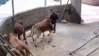 【悲劇】飼っていた牛に襲われた男性が亡くなった事故の映像