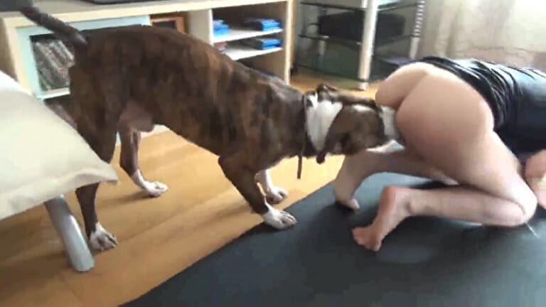 【動画】初めて人間の女性のマ○コに挿入した犬、気持ち良すぎて10秒で射精してしまう…