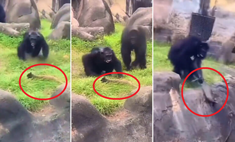【閲覧注意】動物園のチンパンジー「お、猫が迷い込んできたぞｗ皆集まれ！」（動画あり）