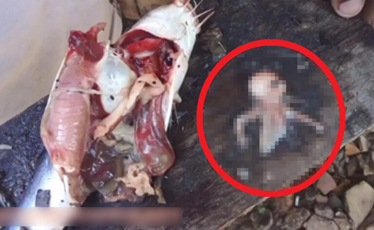 【閲覧注意】魚を解体したら「ニンゲン」が出てくる動画、あまりにも怖すぎる