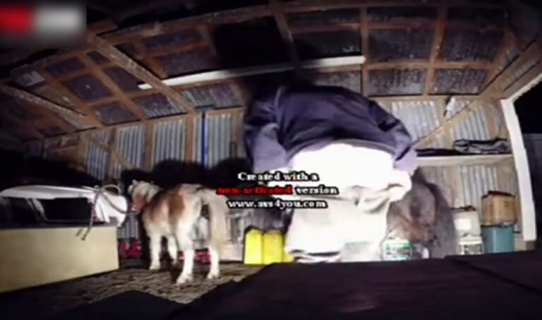 【獣姦】馬小屋の監視カメラに信じられないものが映ってた。突然人（♀）が入ってきて…