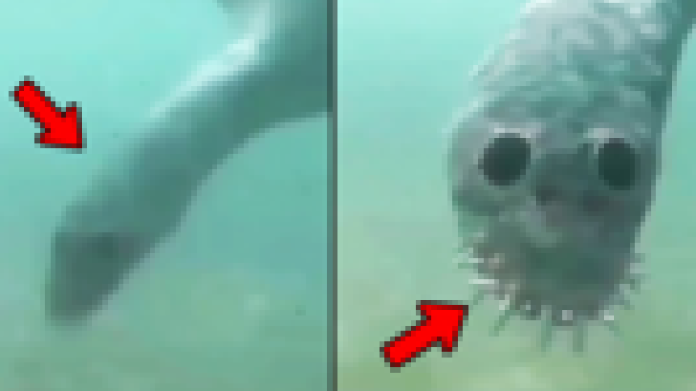 【閲覧注意】世界中で話題になってる「海に入れなくなる画像」、さすがにヤバイ