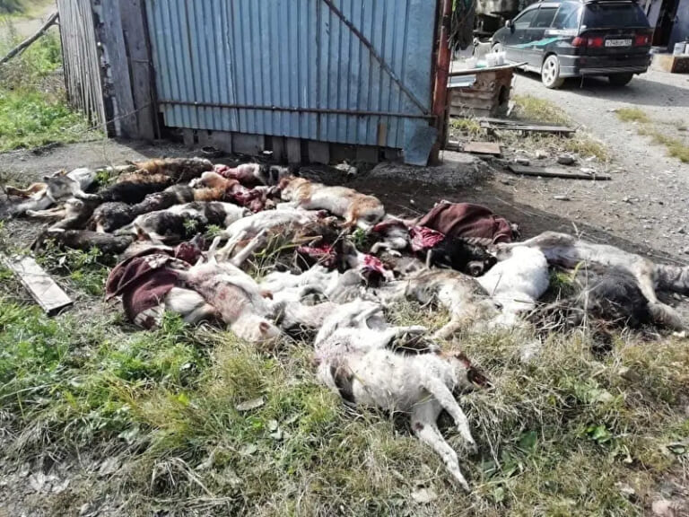 【閲覧注意】犬35匹＋ハンター2人 VS ヒグマ1匹、ヒグマの圧勝だった…（衝撃画像）