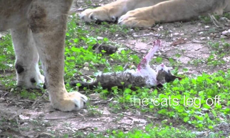 【閲覧注意】ライオン VS 猫の動画、ヤバすぎて320万再生。これは見ない方がいい…
