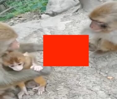 【閲覧注意】野生の猿、とんでもないものを食ってしまう…ヒトに最も近い生物とは思えない…