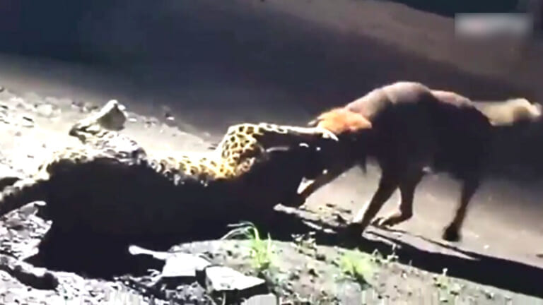 【衝撃映像】ヒョウ VS 狂犬病で5倍強くなった犬、コッチの圧勝だった・・・