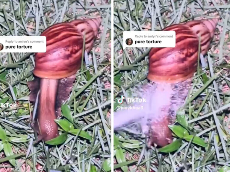 【閲覧注意】世界最大のカタツムリに塩をかけた結果・・・可哀想すぎる（動画あり）
