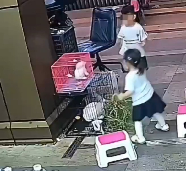 【閲覧注意】 ペットショップにやって来た中国人のガキ、正体を現してしまう…(動画あり)