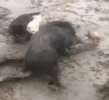 【閲覧注意】ピットブル3匹いればイノシシに勝てるだろ！ ⇒ こうなる…（動画あり）