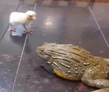 【閲覧注意】可愛いヒヨコ、巨大ガエルに絶対に近付いてはいけなかった・・・衝撃動画