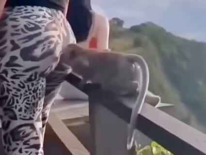 【衝撃映像】人の数倍の嗅覚を持つサルが「女性のマ○コ」を臭った結果、まさかの行動にｗｗｗ
