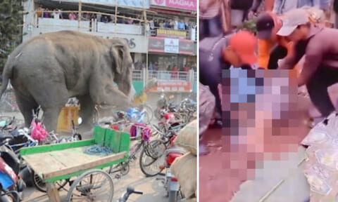 【閲覧注意】女さん、象をガチ切れさせた結果 四肢切断されてしまう…（動画あり）