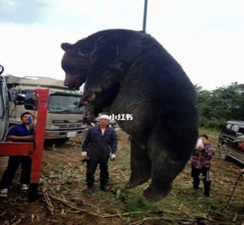【閲覧注意】ヒグマに生きたまま食べられてる途中だった男性の動画、これはアカン…
