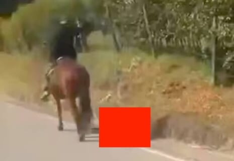 【閲覧注意】動物愛護家の女性、クッソヤバい男に ”一番効くやつ” を見せられ精神崩壊（動画あり）