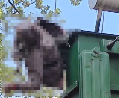 【閲覧注意】電気ショックを受け続けた泥棒の姿、リアル天罰すぎて震える（動画あり）