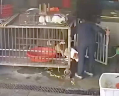 【閲覧注意】飼い犬に噛まれた中国人の反応、常識を超えてて怖すぎる…（動画あり）