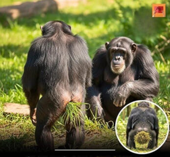 【閲覧注意】チンパンジーと同じア●ルをした女性、発見されてしまうｗｗｗ（動画あり）