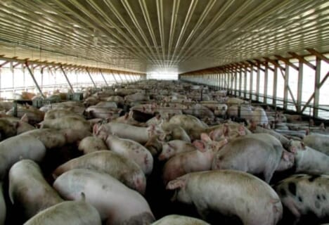 【閲覧注意】養豚場の豚、人間を「餌」だと認識した結果…死体の損傷がエグい（画像あり）