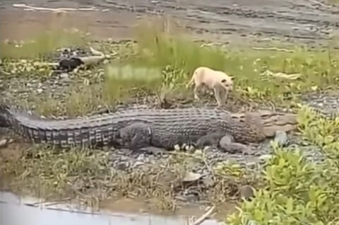 【閲覧注意】犬「なんだこの生き物…？」⇒ クッソヤバい動画