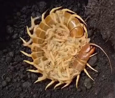 【閲覧注意】自然はあまりにも残酷だな・・・ってなる動画