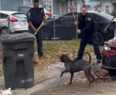 【衝撃映像】ウクライナ軍、強制徴収しようとした男が「ピットブル」飼ってた結果・・・