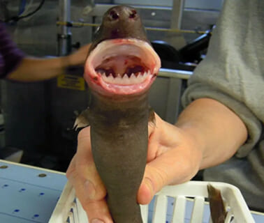 【閲覧注意】海で「この謎生物」に殺された女性の画像、あまりにも怖い・・・・・