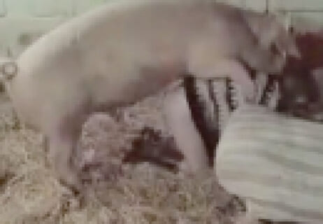 【動画】女性を豚に中出しレ●プさせる「伝説の裏ビデオ」、エグすぎる