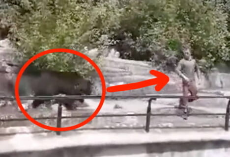 【衝撃映像】人類史上初？熊に素手のタイマンで勝った男、その一部始終が凄すぎる