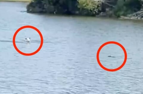 【恐怖映像】ワニがいる川で飼い犬を遊ばせてた女さん「エミー！エミー！」⇒ こうなる