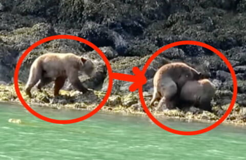 【閲覧注意】交尾中のクマにもう一頭のオスが乱入…地獄のような修羅場動画が500万再生
