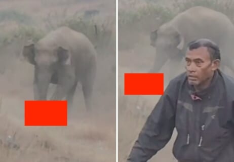 【閲覧注意】世界最強の生物「こいつ殺すか」⇒ 蹂躙された人間、全身粉砕、内臓破裂…（動画あり）