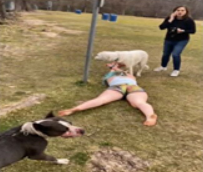 【閲覧注意】ドッグランに「ピットブル」が現れた結果・・・地獄絵図に・・・（動画あり）