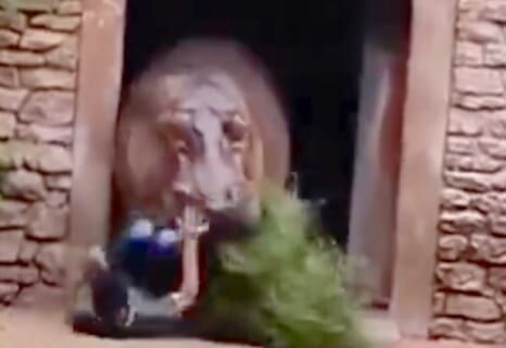 【閲覧注意】イキって動物園のカバの檻に侵入した男、現実の怖さを叩きつけられる（動画あり）