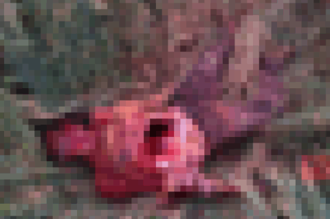 【超！閲覧注意】ライオン「人間は弱いから殺さずに生きたまま食べよう」（画像あり）