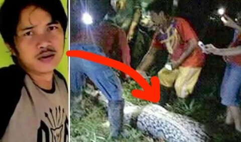 【閲覧注意】１０ｍのニシキヘビに生きたまま食べられた人間、発見時の姿が怖すぎる（画像あり）
