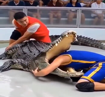 【衝撃映像】ワニの口に頭を突っ込むショーで死人が出る瞬間、世界中で話題になってしまう