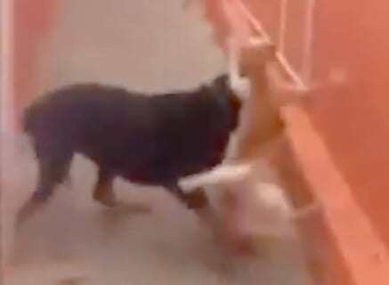 【閲覧注意】犬と猫の喧嘩動画（ガチver）、ヤバすぎる結果に