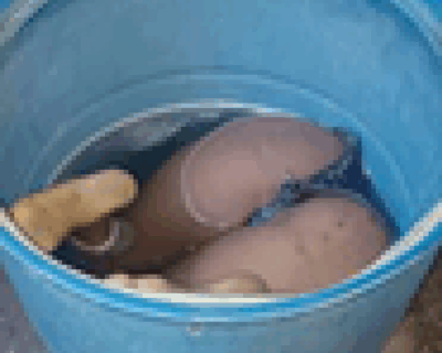 【閲覧注意】酔っ払った黒ギャル、ガチでとんでもない死に方してしまう…（画像あり）