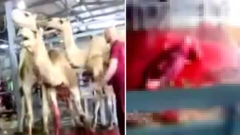 【閲覧注意】ラクダを屠殺中の作業員がラクダに殺される伝説の動画、何度見ても怖い