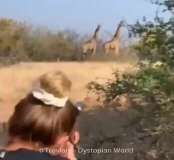 【閲覧注意】白人美女、アフリカでキリンを一撃で撃ち殺しご満悦