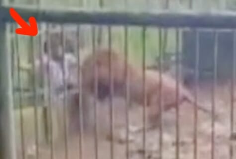 【閲覧注意】動物園のルールを守れないDQN客、ライオンに分からせられる（動画あり）